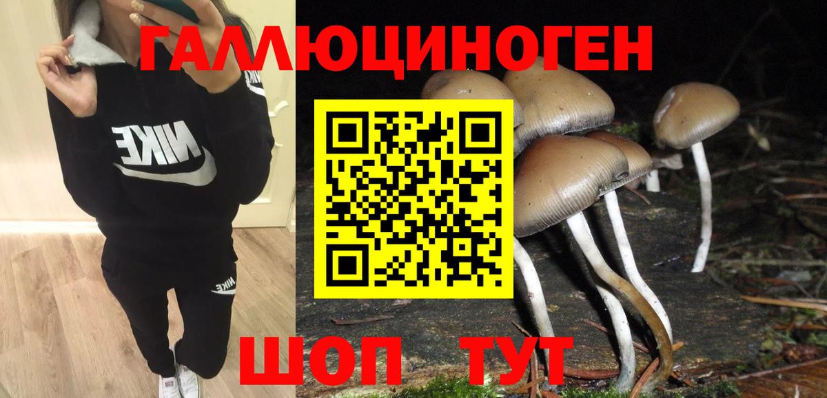 Псилоцибиновые грибы GOLDEN TEACHER Северобайкальск